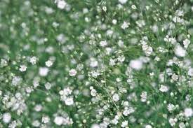 Pin On Wedding Flowers