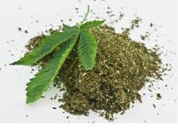 We did not find results for: Agensi Antidadah Kebangsaan Malaysia Kesan Negatif Pengambilan Ganja Baru Baru Ini Kita Dikejutkan Dengan Kenyataan Seorang Ahli Politik Untuk Membenarkan Penggunaan Ganja Oleh Orang Awam Dan Sekaligus Membubarkan Sebarang Larangan Undang Undang