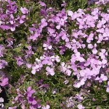 Image result for foto Lobelka