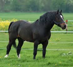Stallions Usedgebruikte Hengsten The Rhiannon Stud Welsh Cob Pony Breeds Chestnut Horse