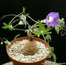 Image result for Ipomoea venosa