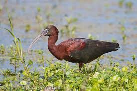 Water Birds Of Central Florida Central Florida Backyard Bird Identification Backyard Birds Bird Identification Birds