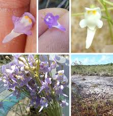 Image result for Utricularia sp.no.1
