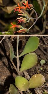 Image result for Kalanchoe rotundifolia
