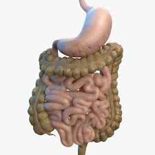 Pin On 3d Anatomy