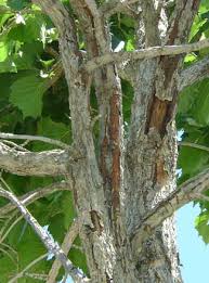 Check spelling or type a new query. Eastern Filbert Blight On Turkish Filbert Msu Extension
