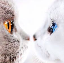 67 odnoklassniki koshki i kotyata tovary dlya zhivotnyh illyustracii kot