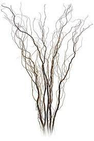 Twisted Contorted Willow Willow Branches Curly Willow Flower Names