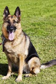 Portrait Of A German Shepherd Dog Sitting On The Grass At The Park On A Sunny Day Germanshepherd German Shepherd Dogs Dutch Shepherd Dog German Shepherd