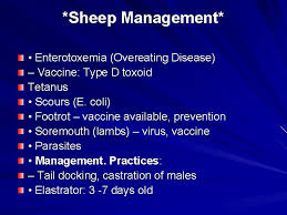Sheep And Goats Sheep Goat Overview Both Originated