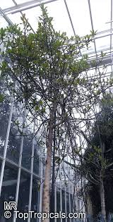 Image result for Synadenium cupulare