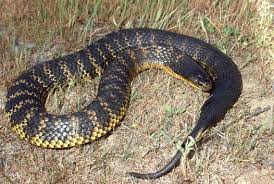 Tiger Snake Australian Museum Venomous Animals Snake Snake Venom