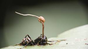 Dies ist sehr selten und nur bei extrem schlechten hygienebedingungen anzutreffen. Parasiten Machen Tiere Zu Zombies Tierwelt