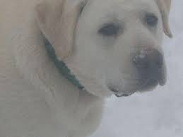 Where can i buy a snow white labrador? Akc White Lab Puppies For Sale In Cadillac Michigan Classified Americanlisted Com