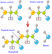 Organic Functional Groups Alcohol Functional Group Nh2ffunctional Group Chemistry Tutorvista Com Organic Chemistry Functional Group Chemistry