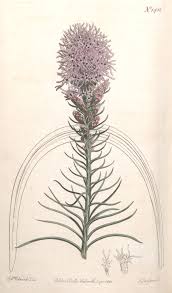 Image result for Nidorella pinnata