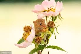 For the best results, identify where the mice like to go in your garden. Cctv On Twitter Charming Photographs Show Field Mice Among Flowers In Dorset United Kingdom Photographer Mike Boss