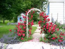 Hugedomains Com Climbing Roses Climbing Rose Plants Red Climbing Roses
