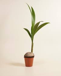 Image result for Cocos nucifera