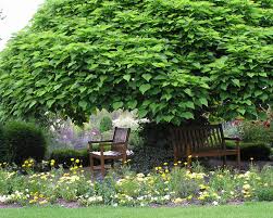 Hol dir mit bäumen und sträuchern natürliche schattenspender in deinen garten. Trompetenbaum Pflanzen Pflegen Und Schneiden Mein Schoner Garten