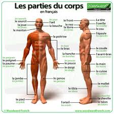 The next worksheet is also a crossword puzzle. Parts Of The Body In French Woodward French
