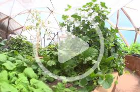 Growing in Deep Winter – Mother Earth News