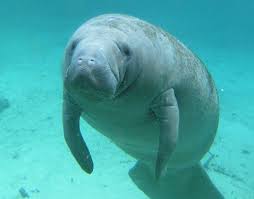 Animals with more specific designations are also listed. Florida Symbols Emblems Florida Smart