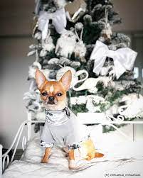Pin On Fashiondog Styles