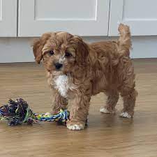 Americanlisted has classifieds in lansing, michigan for dogs and cats. Maltipoo Puppies For Sale Near Me Home