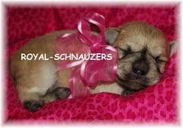 Although small breeds tend to have longer lifespans than larger dogs, extremely tiny pups can be subject to. Schnauzer Puppy Colors Royal Schnauzers Utah Royal Schnauzers Com