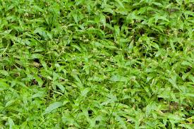 Image result for Oplismenus compositus