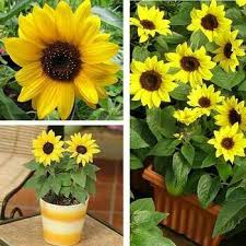 Rumah anda akan menjadi lebih asri dan indah dengan bibit. Biji Benih Bunga Matahari Mini Yellow Mini Sunflower Shopee Indonesia
