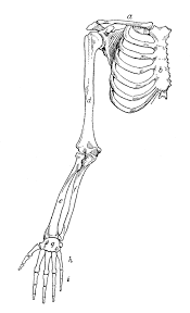 It S Time For Another Request Day I Do These Once A Month Now The Next One Will Be On Thursday September 6th An Anon Arm Bones Skeleton Drawings Anatomy Art