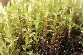 Image result for Haumaniastrum suberosum