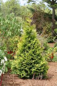 This is a nice size for residential landscapes. The Dense Finely Textured Foliage Of Native Evergreen Polar Gold Arborvitae Thuja Occidentalis Is Resistant To Windburn Thuja Gardening