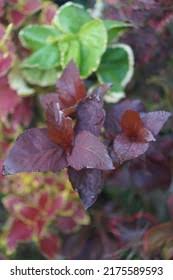 Image result for Cyathula prostrata