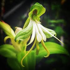 Image result for Bonatea