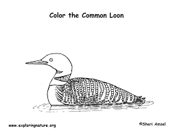 This picture is particularly good for your kid if he or she has just started holding crayons and is learning how to draw their first alphabet and shapes. Loon Common Coloring Page
