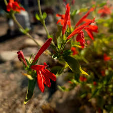 Image result for Justicia scandens