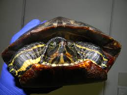 This is a species where males tend to be a bit smaller than females. Yellow Bellied Slider The Wildlife Center Of Virginia