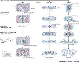 Nucleus of an animal cell going through mitosis. Understanding Cytokinesis Lessons From Fission Yeast Nature Reviews Molecular Cell Biology
