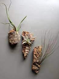 Sale Cork Bark Chunk Displays With Air Plants Waterproof Glue 25 Off Sets Or 3 Or 6 Air Plants Plants Hanging Plant Wall