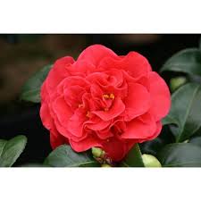 Check spelling or type a new query. Camellia Japonica Tom Knudsen 5 Litres Pot Vert Cdiscount Jardin