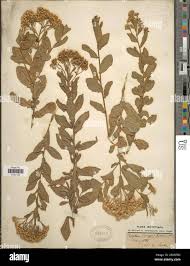 Image result for Pluchea dioscoridis