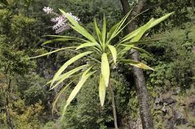 Image result for Cordyline stricta