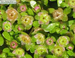 Image result for Elatine