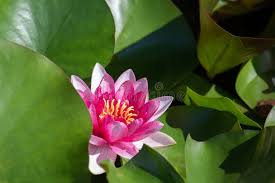 Image result for Nymphaea heudelotii
