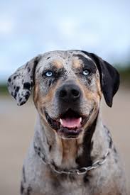 Private room with a view. Catahoula Leopard Dog Temperament History And Information