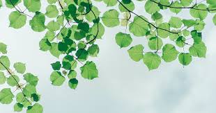 Ministero dell'Ambiente, maxi-concorso per 298 funzionari