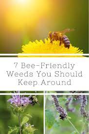 Flamboyan blossoms, which yield considerable nectar and pollen, are considered beneficial for brood rearing. 7 Bee Friendly Weeds You Should Keep Around Gardening Know How S Blog